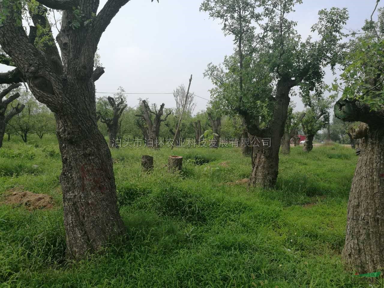古棗樹2圖片\古棗樹2報(bào)價(jià)