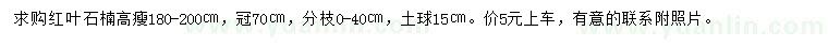 求購高180-200公分紅葉石楠