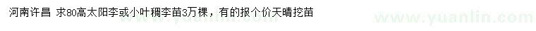 求購高80太陽李或小葉稠李苗