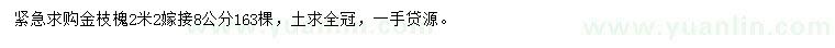 求購8公分金枝槐