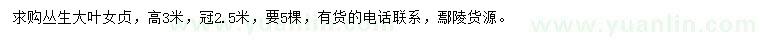 求購(gòu)高3米叢生大葉女貞