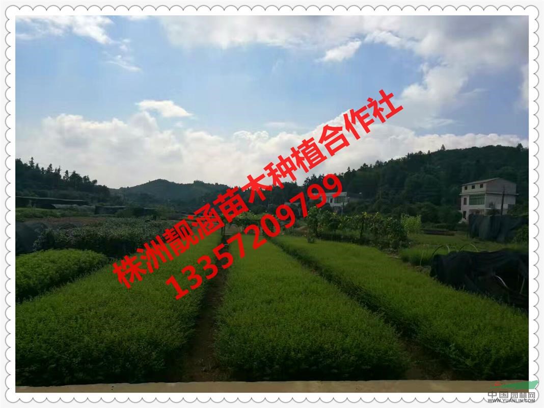 基地直供湖南金森女貞、金葉女貞、小葉女貞等品種優(yōu)質(zhì)工程苗木