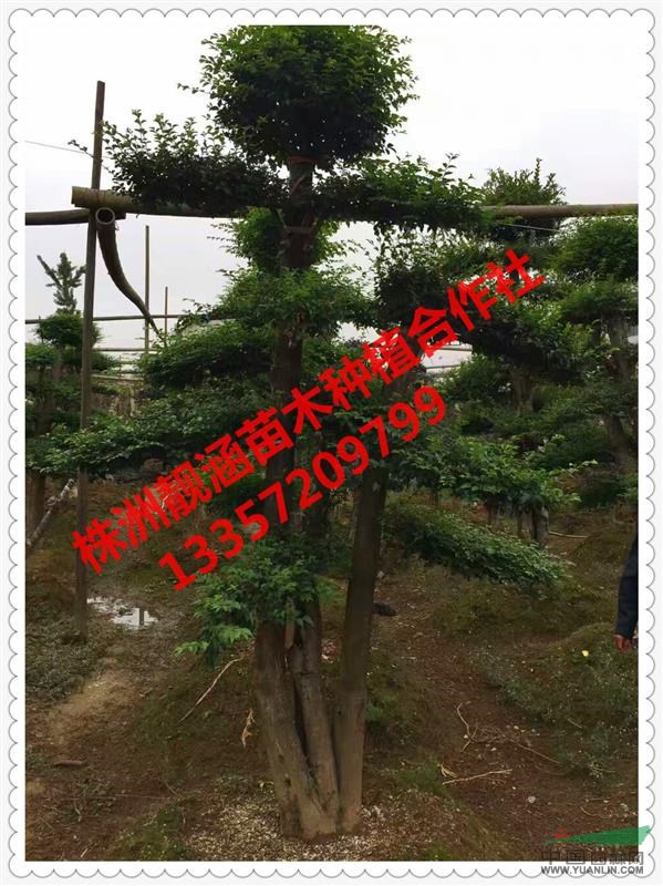 基地直供湖南金森女貞、金葉女貞、小葉女貞等品種優(yōu)質(zhì)工程苗木