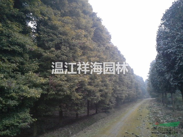 四川祥海園林金絲楠基地 批發(fā)1-30公分 金絲楠 楨楠