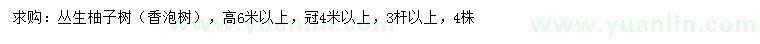 求購高6米以上叢生柚子樹（香泡樹）