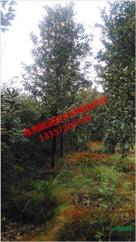 基地直供6、8、10公分湖南廣玉蘭、廣玉蘭、玉蘭