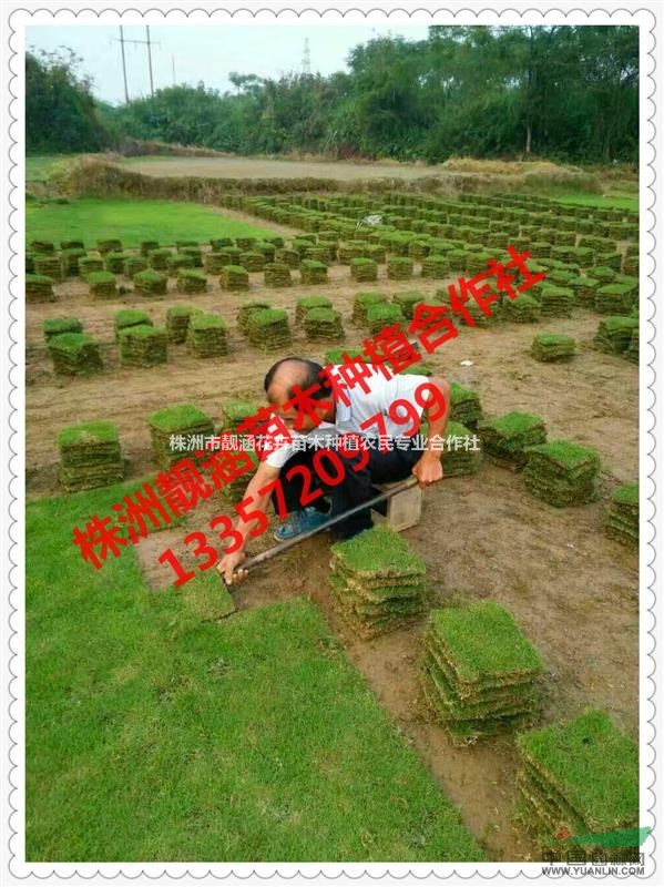 專供馬尼拉草坪,湖南株洲草皮,草皮批發(fā),草坪基地