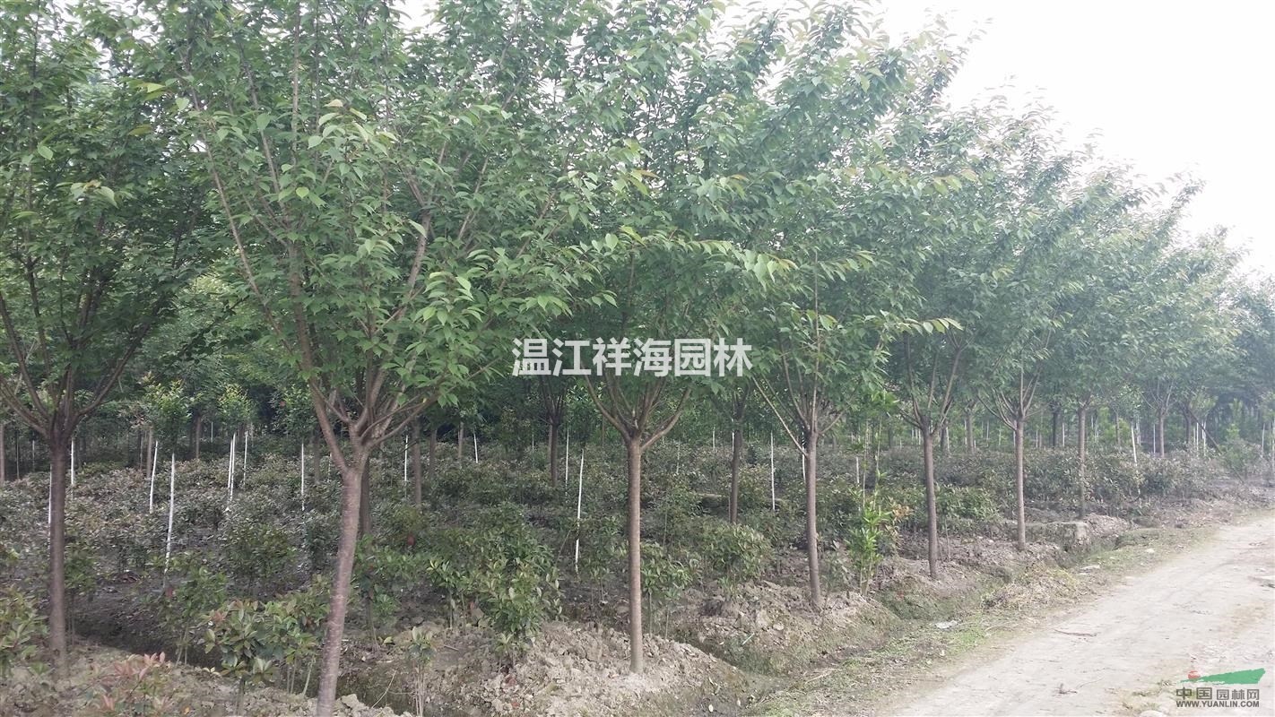 四川祥海園林大量批發(fā)1-18公分櫻花