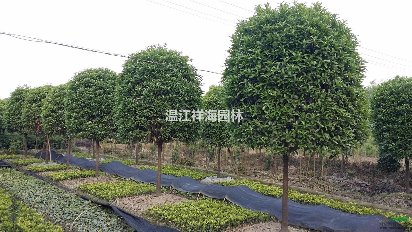 四川溫江祥海園林大量批發(fā)8-10公分精品高桿桂花