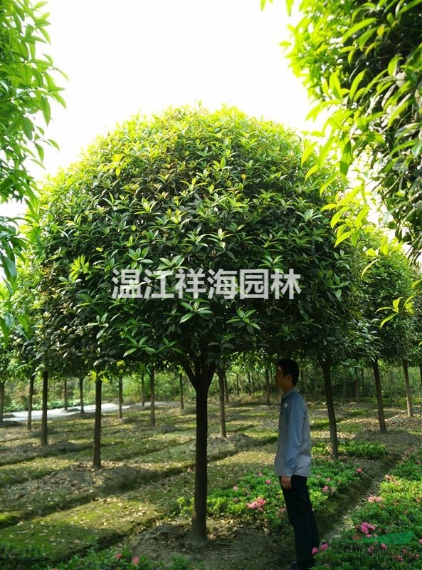 四川溫江祥海園林大量批發(fā)8-10公分精品高桿桂花