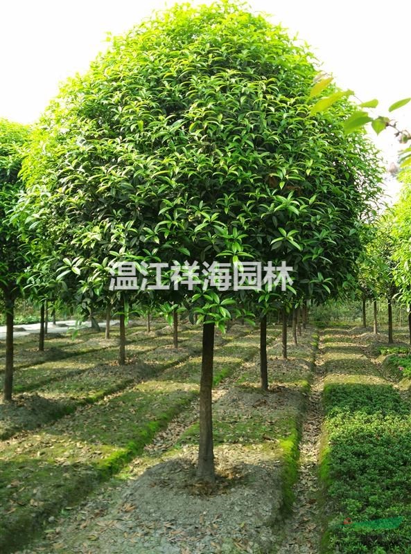 四川溫江祥海園林大量批發(fā)10-12公分精品高桿桂花