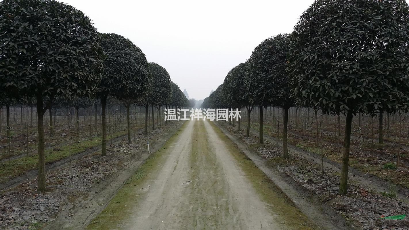 四川溫江祥海園林大量批發(fā)10-12公分精品高桿桂花