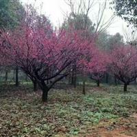 江蘇梅花基地星星園林供應(yīng)紅梅，臘梅，垂梅，榆葉梅，開花鮮艷