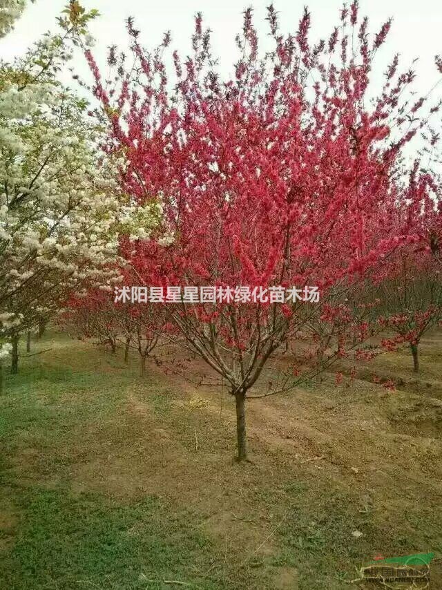 江蘇梅花基地星星園林供應(yīng)紅梅，臘梅，垂梅，榆葉梅，開花鮮艷