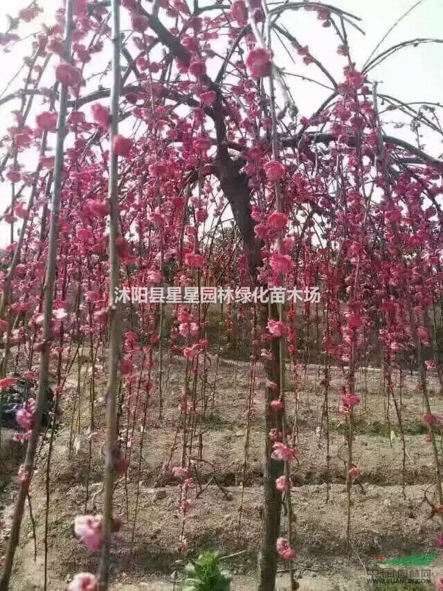 江蘇梅花基地星星園林供應(yīng)紅梅，臘梅，垂梅，榆葉梅，開花鮮艷