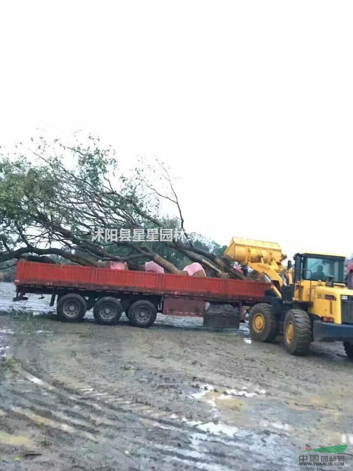 江蘇星星園林烏桕大樹起貨中，大小規(guī)格齊全