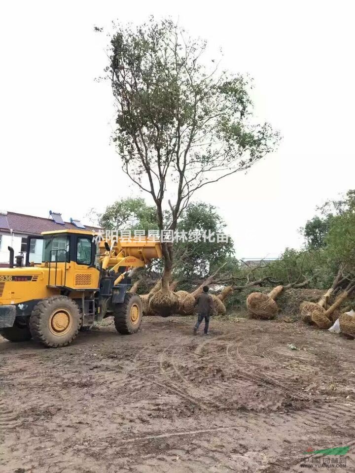 江蘇星星園林烏桕大樹起貨中，大小規(guī)格齊全