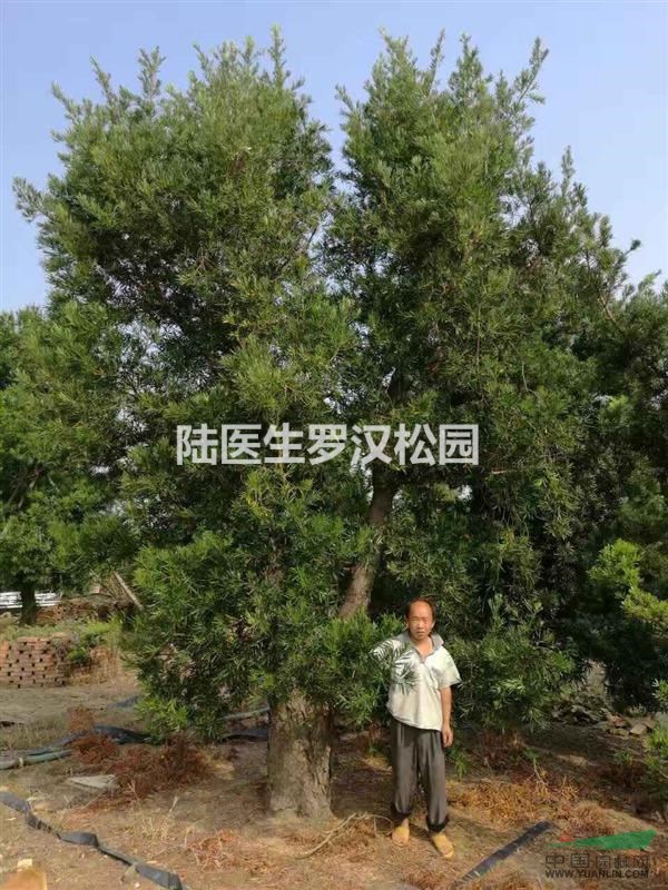 北海大規(guī)格羅漢松