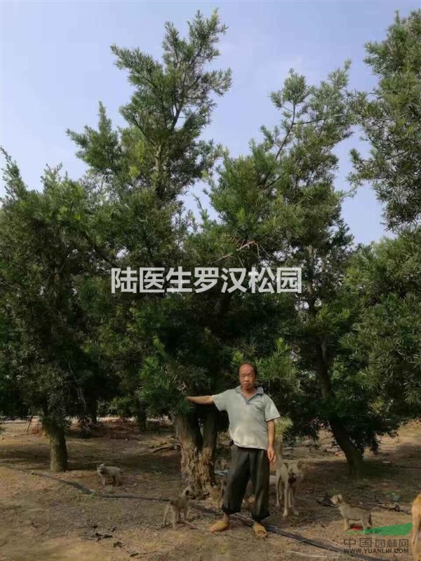 北海大規(guī)格羅漢松