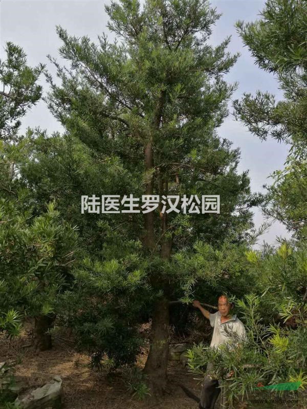 大樹型羅漢松，堪比落山樹！