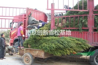 2米蜀檜價格 南京2米蜀檜 2米蜀檜上車價格