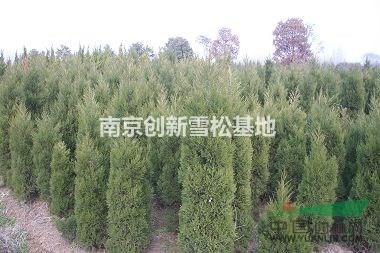 2米蜀檜價格 南京2米蜀檜 2米蜀檜上車價格