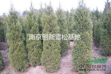 2米蜀檜價格 南京2米蜀檜 2米蜀檜上車價格