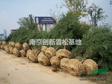 南京創(chuàng)新5米雪松價格  南京5米雪松