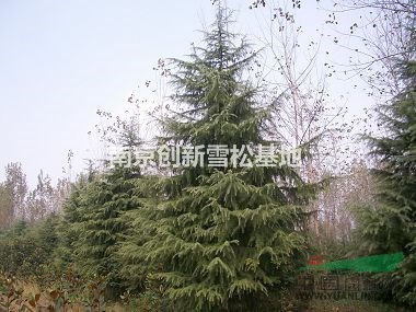 南京創(chuàng)新5米雪松價格  南京5米雪松