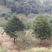 紅豆杉價(jià)格