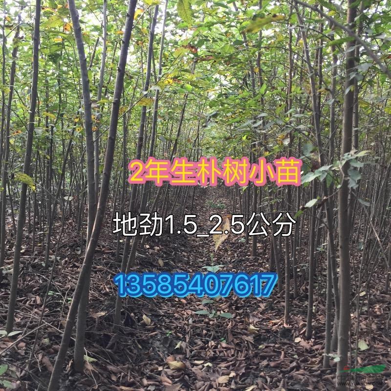 紅櫸樹小苗