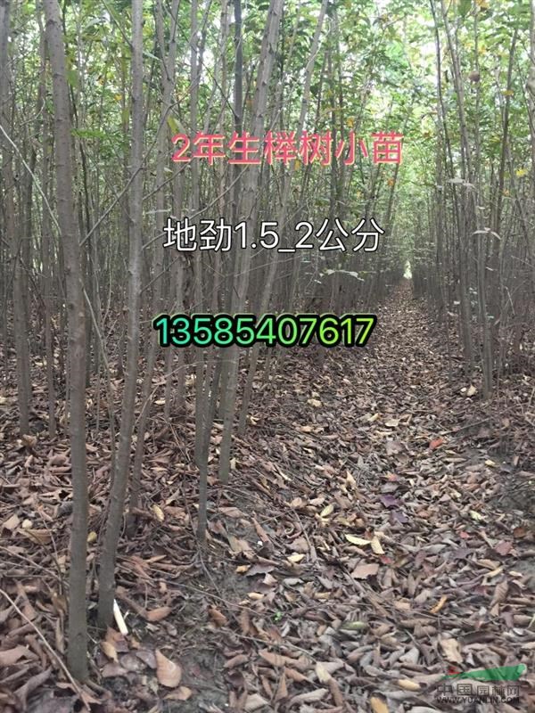 樸樹小苗