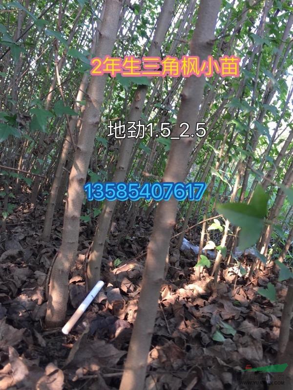 樸樹小苗