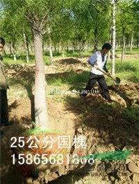 40公分國槐上車價(jià) 代檢疫發(fā)票