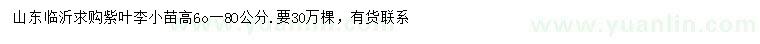 求購(gòu)高60-80公分紫葉李小苗