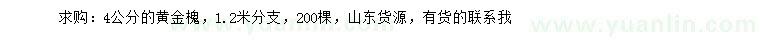 求購(gòu)4公分的黃金槐