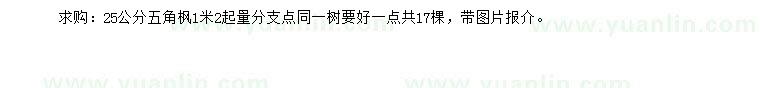 求購25公分五角楓