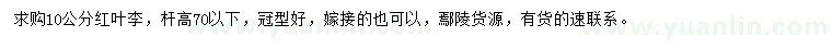 求購10公分紅葉李
