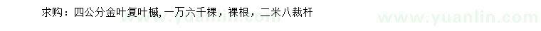 求購(gòu)4公分金葉復(fù)葉槭