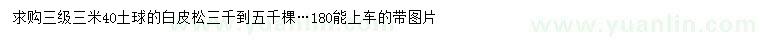 求購3米白皮松