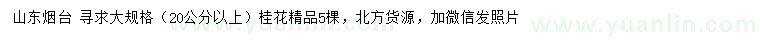 求購20公分以上桂花