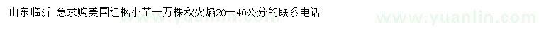 求購20-40公分美國紅楓小苗