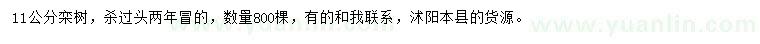 求購11公分欒樹