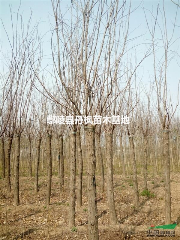 大量供應(yīng)香花槐