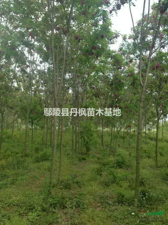 大量供應(yīng)香花槐