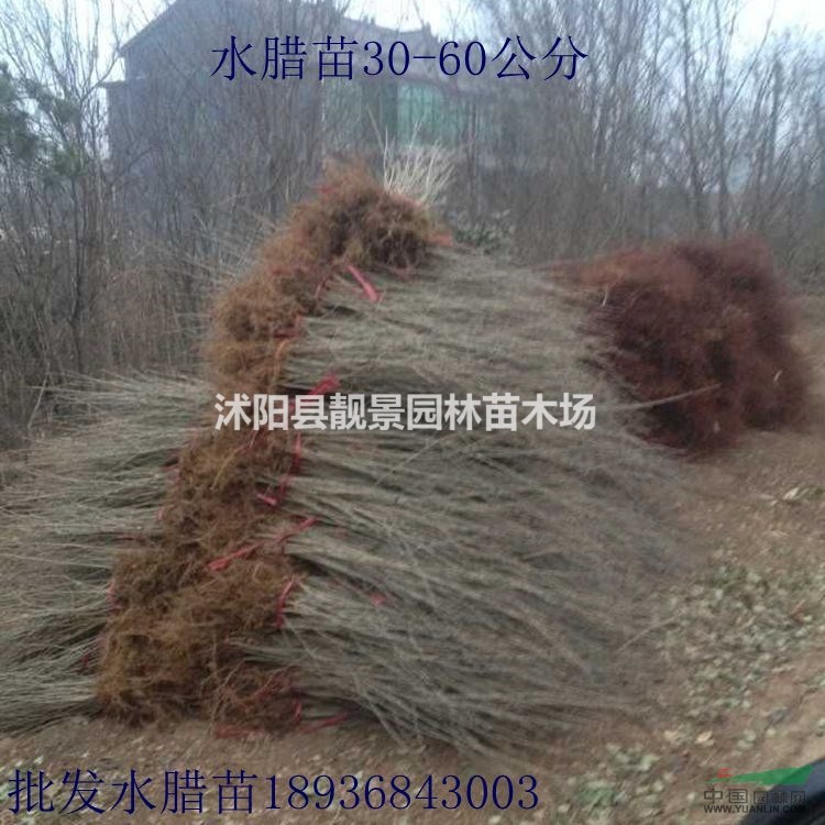 水腊苗,水腊新疆工程苗,绿篱水腊50公分高,水腊图片简介