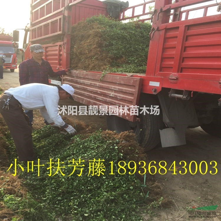 小叶扶芳藤50公分高,护坡小叶扶芳藤攀岩,小叶扶芳藤江苏基地