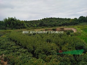 湖南紅葉石楠籬笆苗新價格行情（破冰統(tǒng)處理）