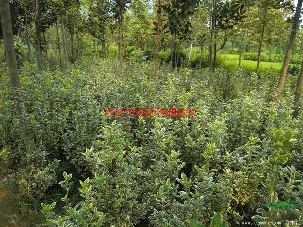 萬綠金邊黃楊價格_金邊黃楊產地_金邊黃楊綠化苗木苗圃基地