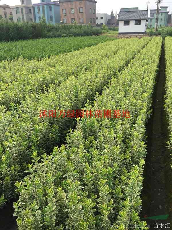 萬綠金邊黃楊價格_金邊黃楊產地_金邊黃楊綠化苗木苗圃基地